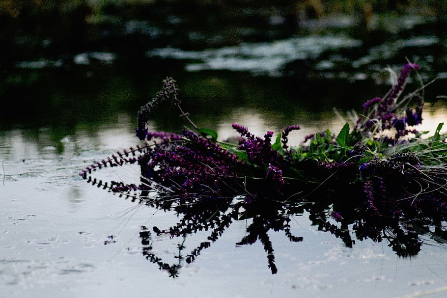 purple, flowers, surrounded, body, water, nature, violet, green, leaves, plant