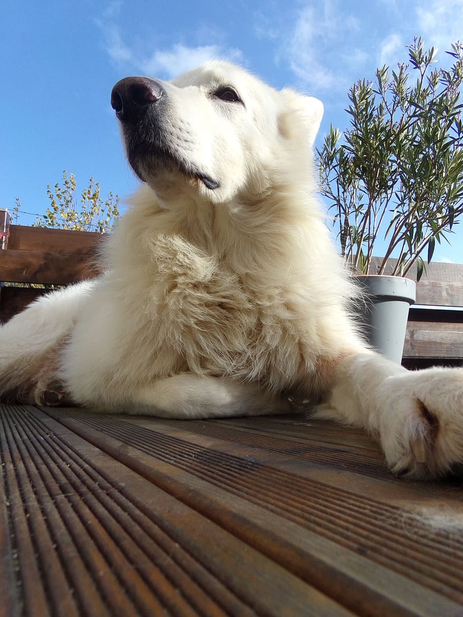 犬 かわいい 動物 ペット スイスホワイトシェパード 家畜 1匹の動物 哺乳動物 動物のテーマ 脊椎動物 Pxfuel