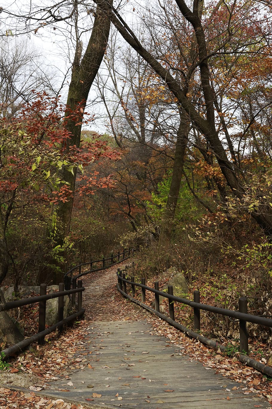 autumn in seoul, autumn, seoul, korea, leaves, republic of korea, tree, plant, tranquility, direction