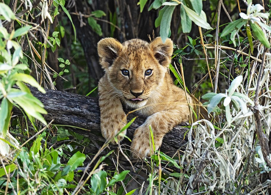quênia, filhote de leão, safari, animal, animais selvagens, temas animais, mamífero, um animal, felino, planta