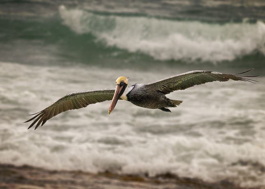 bird, ocean, flying in the sky, flying bird on water, flying bird, pelican, focus on foreground, motion, water, nature