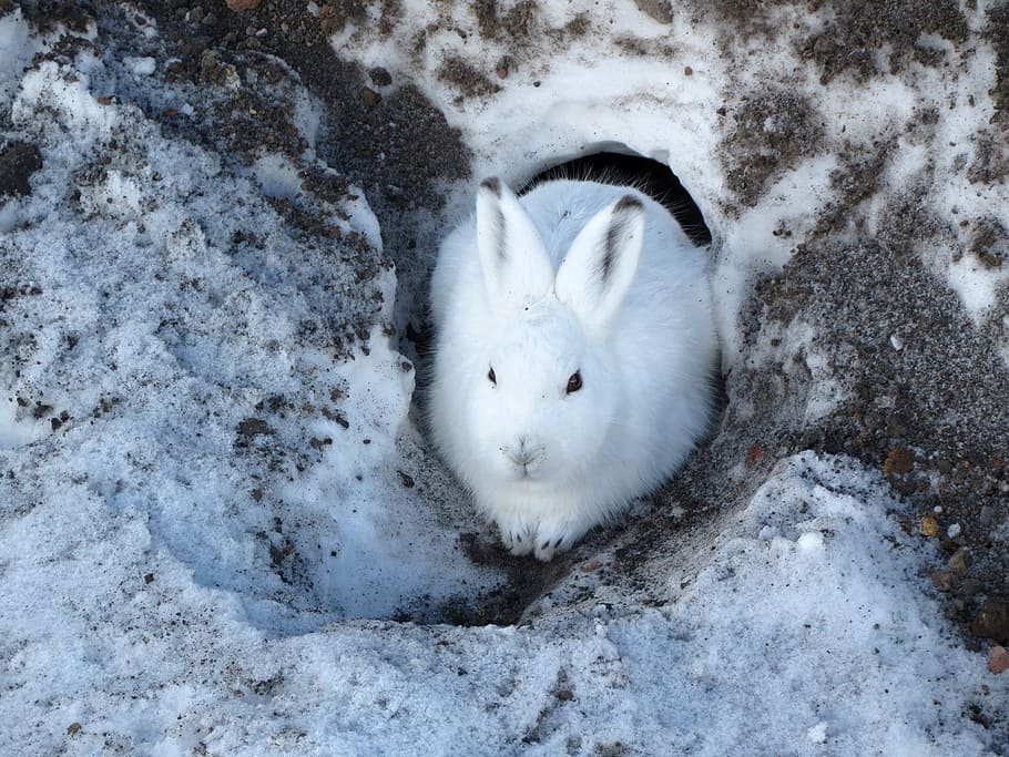 white, rabbit, sand, hare, whitey, animal, rodent, winter, snow, nora