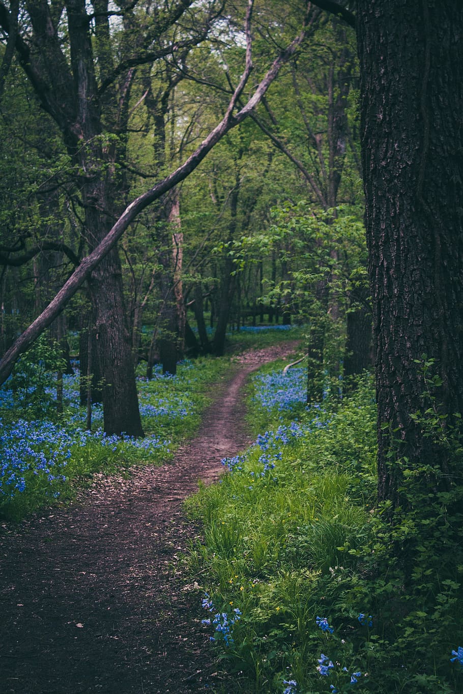 pathway, trees, forest, path, woods, floral, flowers, nature, tree, footpath