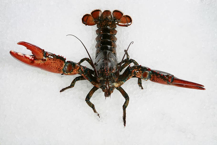 brown, lobster, ice, black, seafood, fish, food, animals, one animal, insect