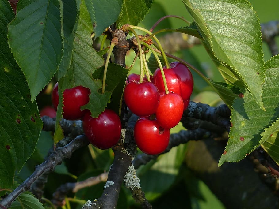 Sweet Cherry, Cherry, Red, Red, Fruit, cherry, red, fruit, healthy, leaves, branch, summer