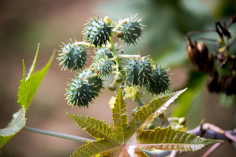 castor, seed, seeds, tree, nature, flying, ricinus communis, mamoneira, plant, cultivation