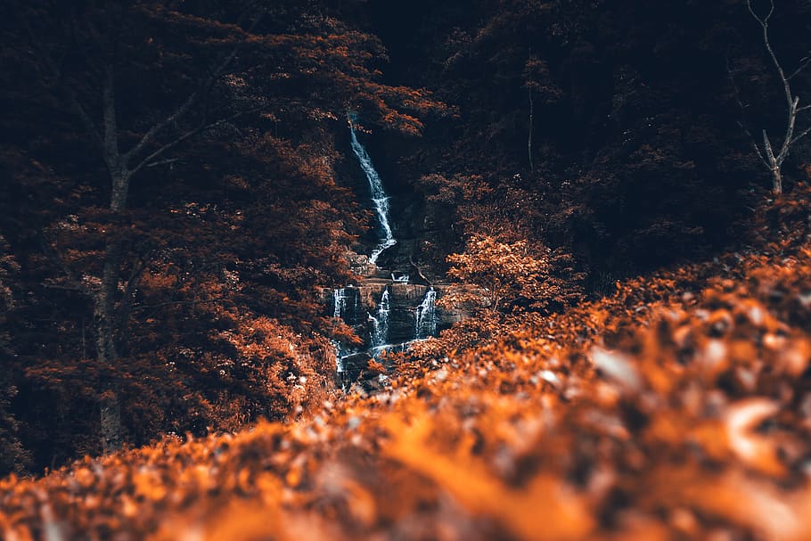 leaf, fall, autumn, blur, trees, plant, waterfall, nature, forest, tree