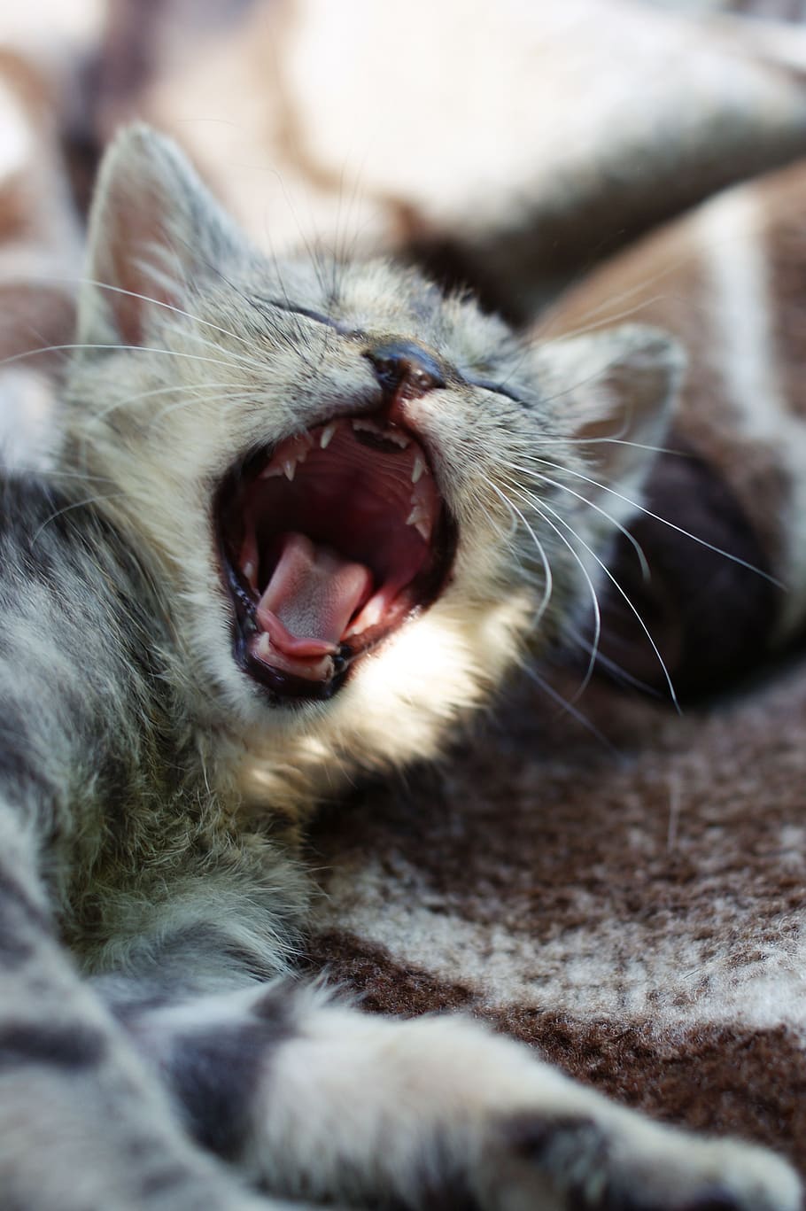yawn, dart, kitten, a member of the family, at the court of, gray, fur, pet, mammal, animal themes