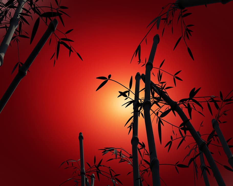 bambu, senja, siluet, lanskap, langit, suasana, romantis, merah, matahari, alam