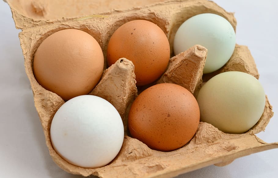 six, eggs, brown, tray, egg, brown eggs, green casual, hen's egg, nutrition, food
