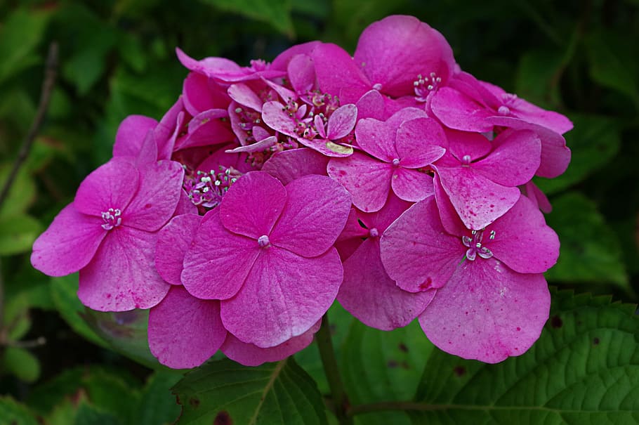 hydrangeas, hydrangea, leaves, blossom, bloom, blue, ornamental shrub, inflorescence, flower, hydrangea macrophylla