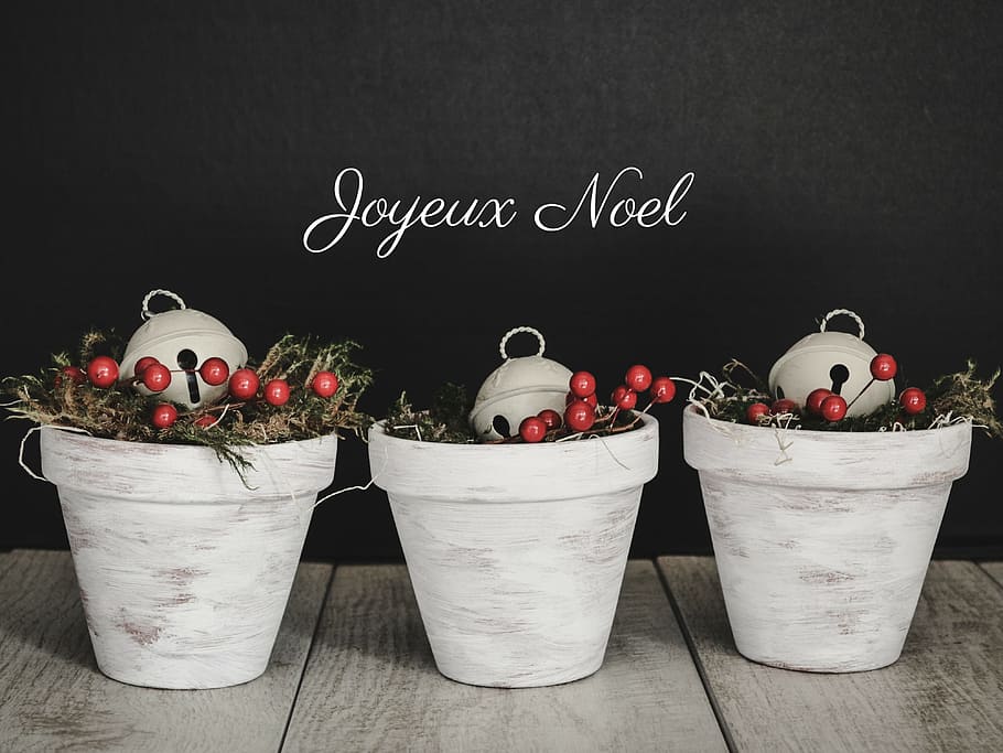 three, berries plants, white, pots, surface, noel, holiday, festive, text, words