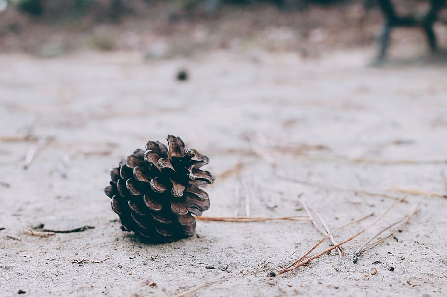 floor, ground, brown, dirt, plant, pine cone, pine, land, day, nature