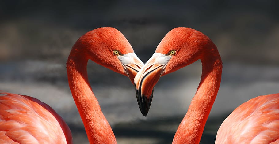 dois, vermelho, fotografia de cisnes, flamingo, dia dos namorados, coração, amor, romântico, amantes, laranja