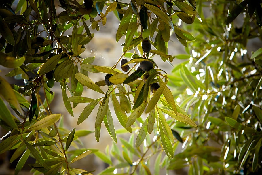 green plant leaves, olives, tree, olive tree, green, nature, landscape, olive trees, plant, leaves