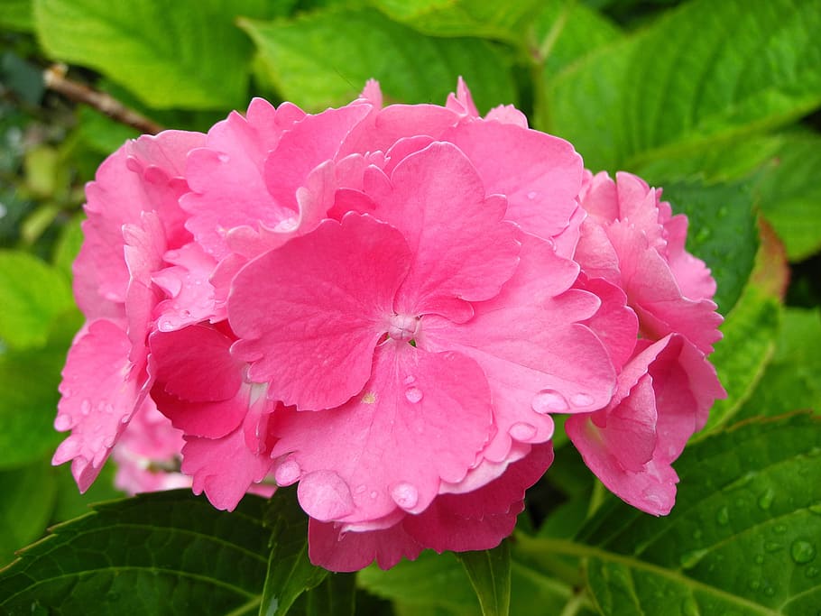 Hydrangea, Flower, Pink, pink hydrangea, pink flower, green, foliage, raindrop, after the rain, just add water