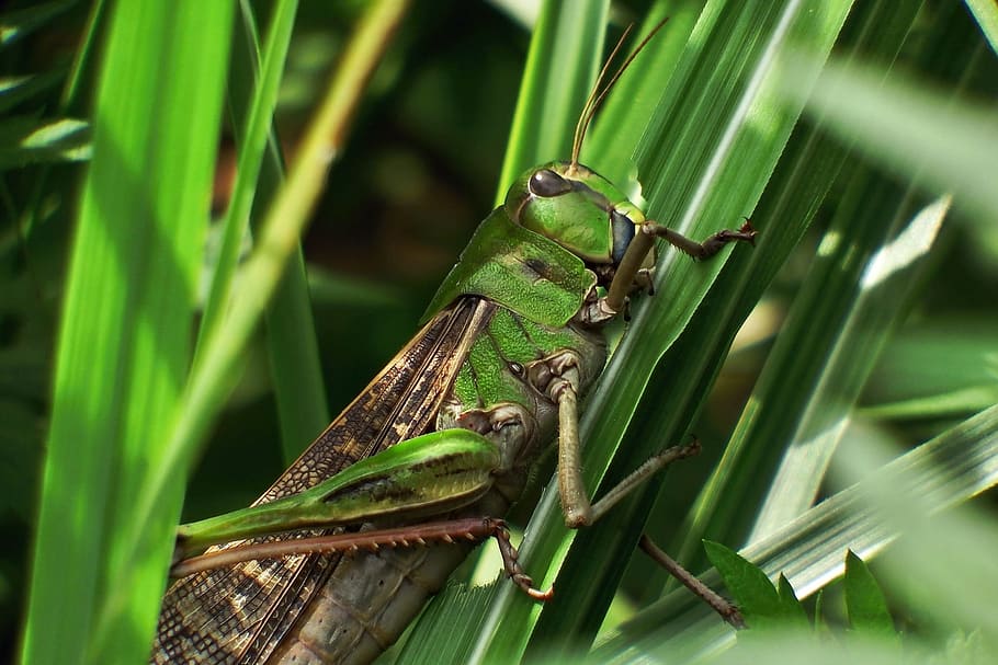 japan, natural, insect, grasshopper, 飛蝗, the noise of summer locusts, lord 飛蝗, animal themes, animal, green color