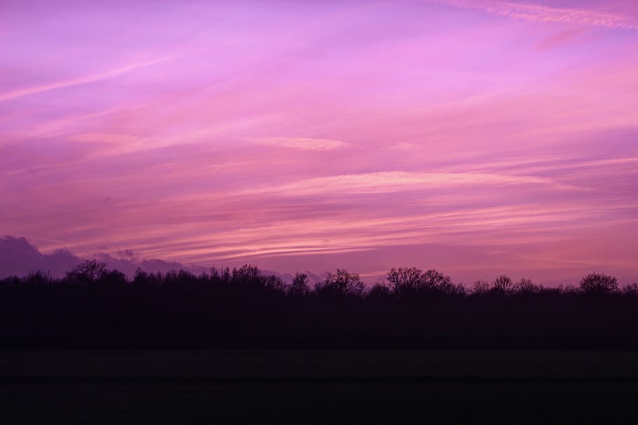 foto de silueta, árboles, púrpura, rojo, cielo, puesta de sol, silueta, dorado, hora, nubes