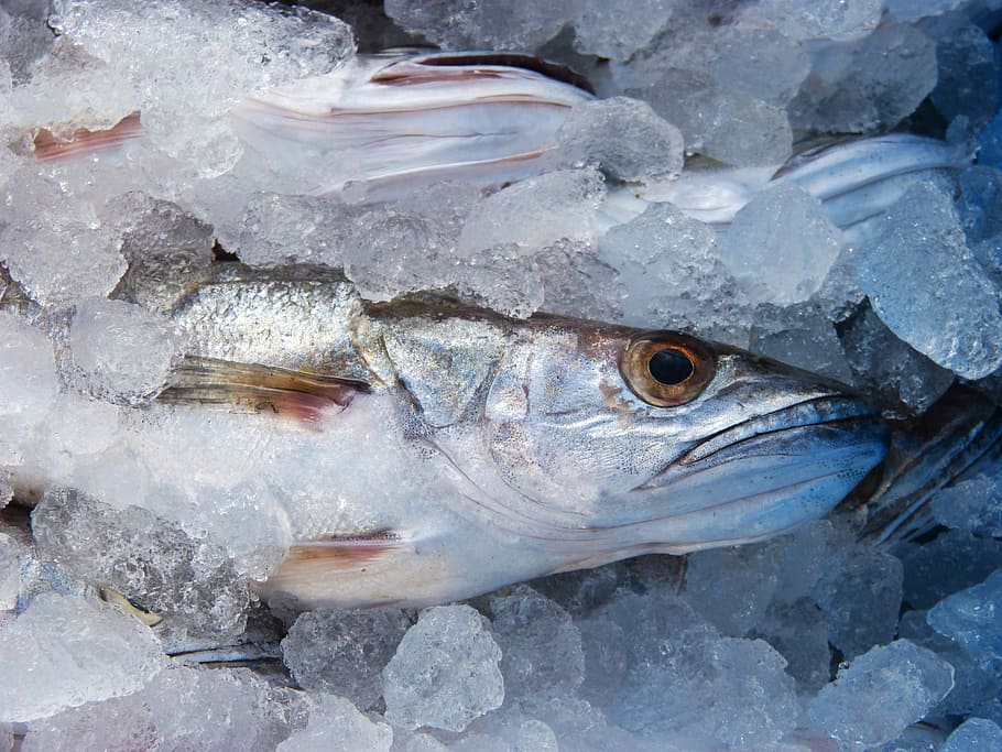 gray, fish, covered, ice, hake, fresh fish, maira, fish shop, animal, vertebrate