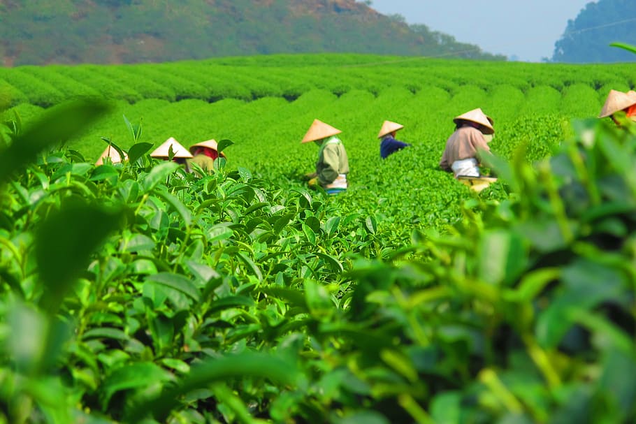 group, people harvesting, day time, tea, plantation, harvest, crop, field, workers, picking