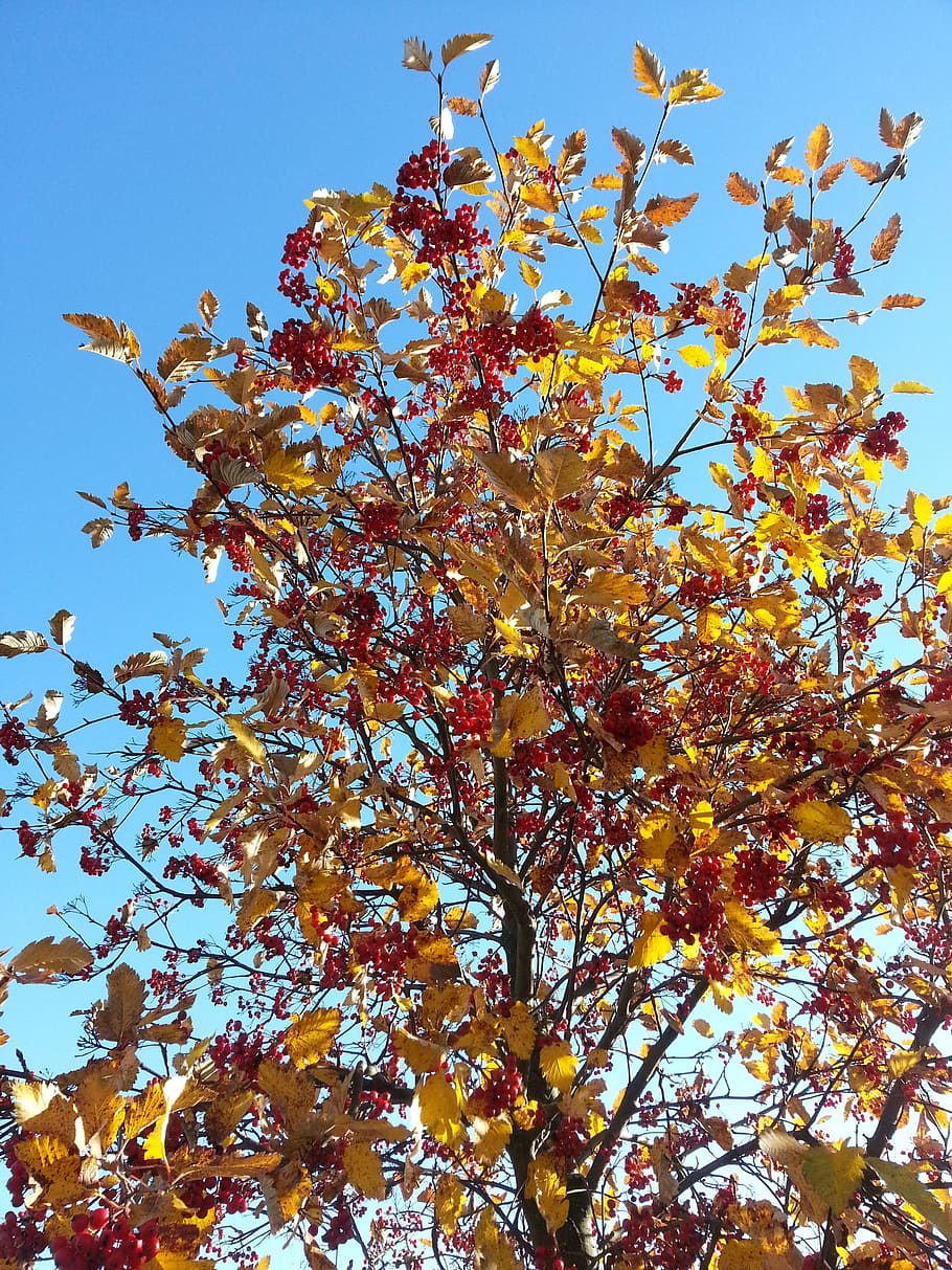 秋 ナナカマド 赤い果実 秋の色 枝 空 低角度のビュー 植物 木 成長 Pxfuel