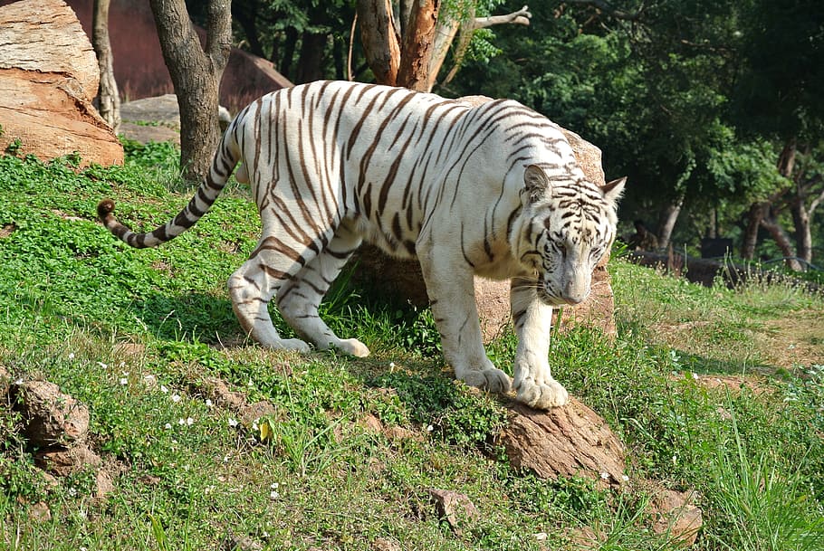 white, brown, tiger, green, grass, white bengal tiger, cat, wildlife, predator, animal