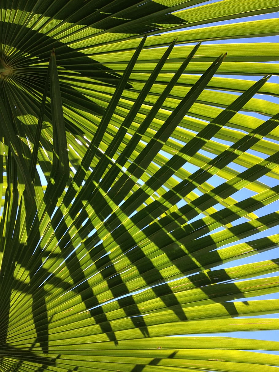 palm, leaves, green, plant, flora, leaf, nature, shadow, summer, palm tree