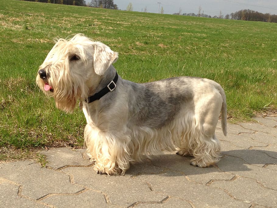 cesky terrier, bohemian terrier, dog, meadow, pets, animal, purebred Dog, outdoors, grass, cute