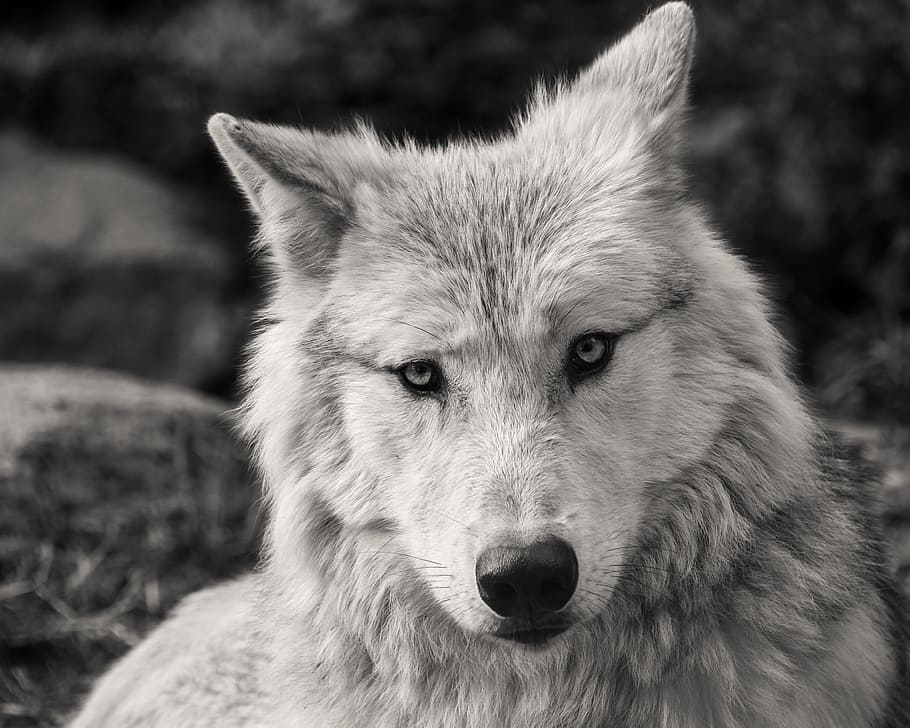 gray, white, wolf, predator, black and white, head, animal, wild, one animal, animal themes