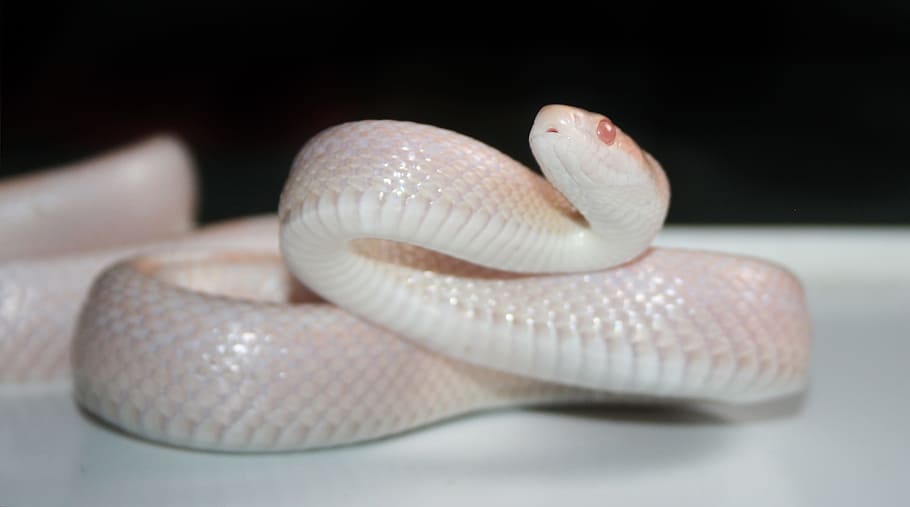 fotografía macro, serpiente albina, reptil, naturaleza, serpiente, serpiente de maíz, ópalo, nieve, abigarrado, rayado
