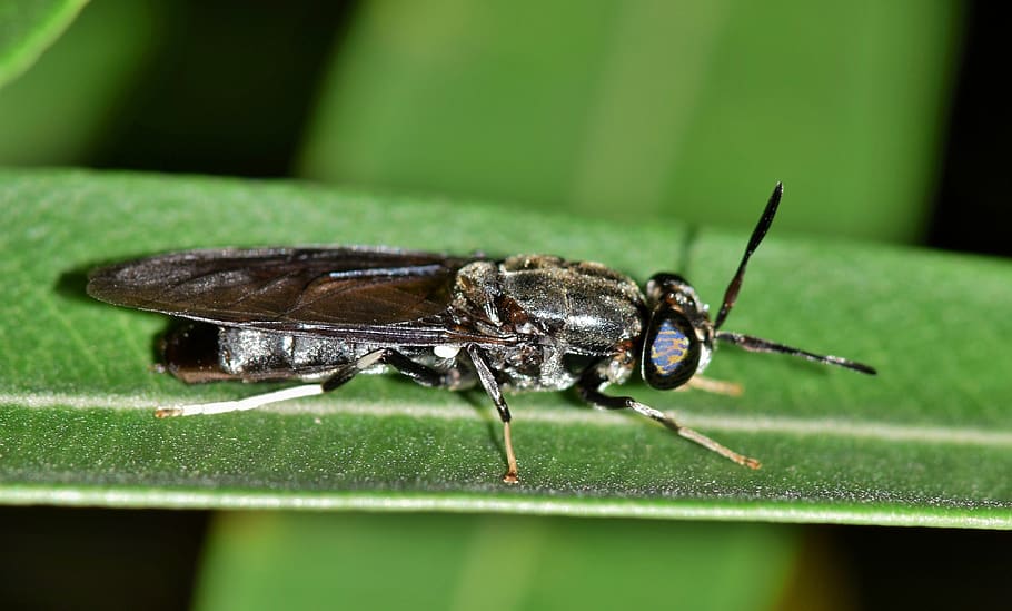 fly, black soldier fly, insect, black insect, creature, animal, insectoid, leaf, close up, macro