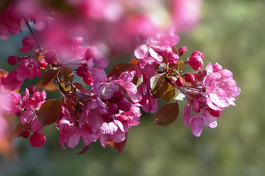 selective-focus photography, cherry, blossom, tree, nature, bloom, cherry blossom, japanese cherry blossom, prunus serulata, glaive