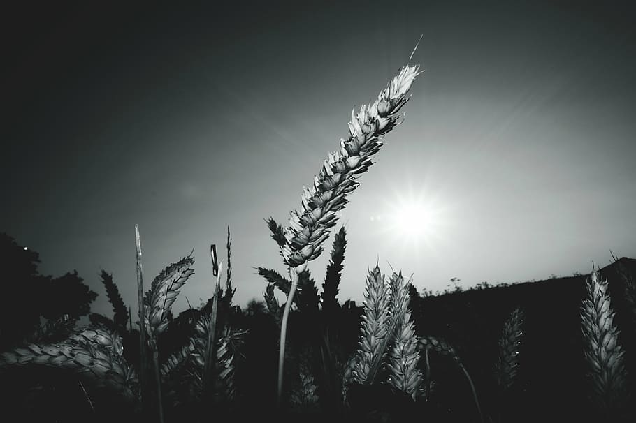 fotografía en escala de grises, hierba de trigo, planta, hojas, campo, hierba, luz solar, monocromo, blanco y negro, noche