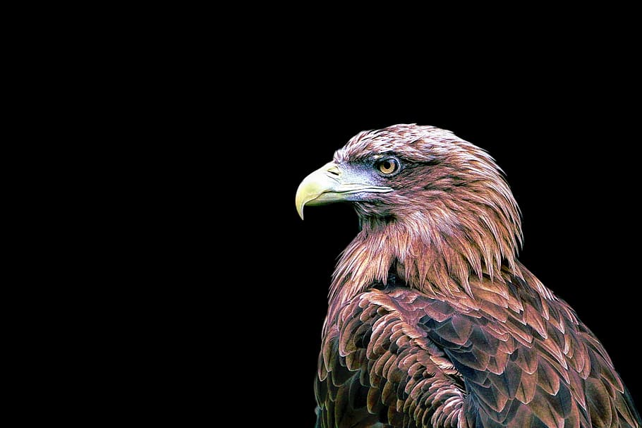 brown, eagle, black, background, adler, bird, bird of prey, raptor, isolated, black background