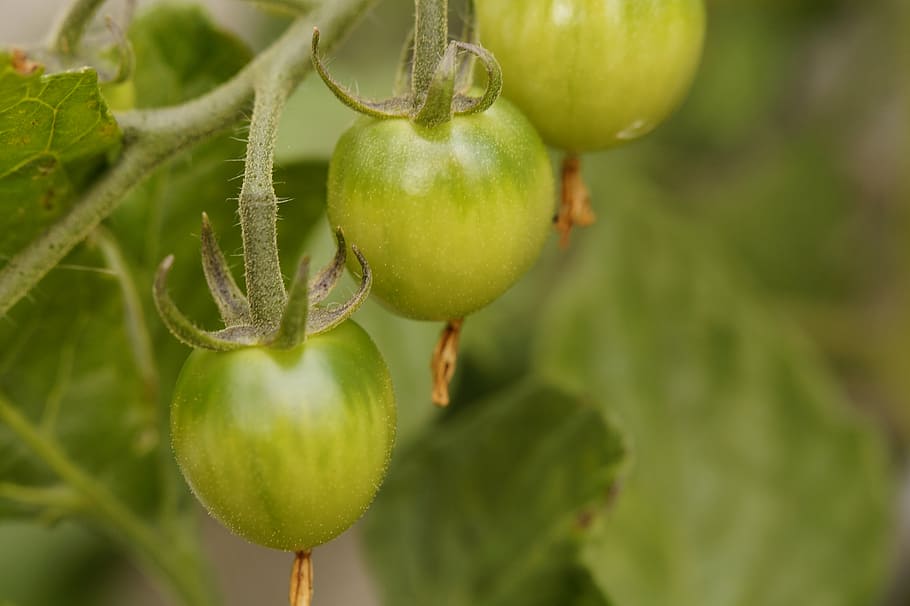 bush tomato, tomato, tomato plant, vegetables, green, grow, immature, garden, breeding, nachtschattengewächs