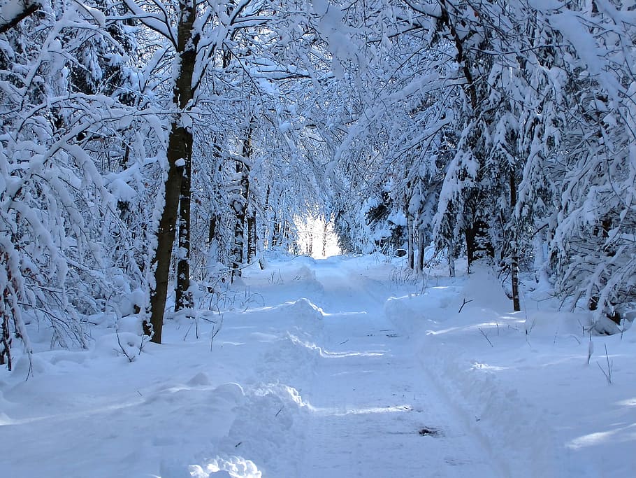 pathway, covered, snow, forest path, walk, recovery, relaxation, snowy, trees, wintry
