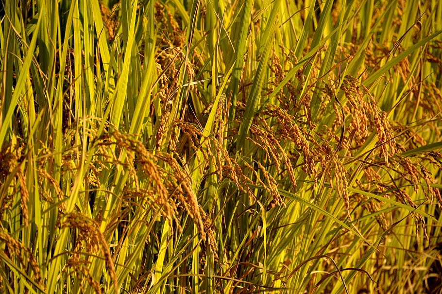 plantas de arroz integral, arroz, otoño, resultados, plantas, cosecha, agricultura, campo, arrozales, rural