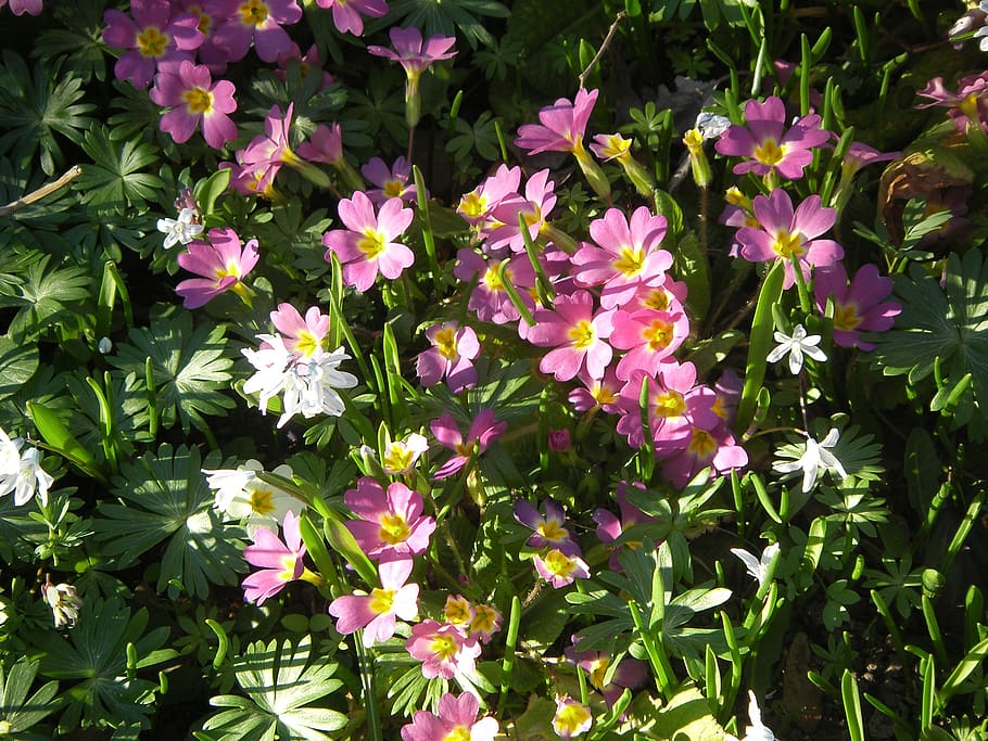 primaveras, flores, planta, blanco, primavera, verde, muchos, naturaleza, helllila, jardín botánico de munich