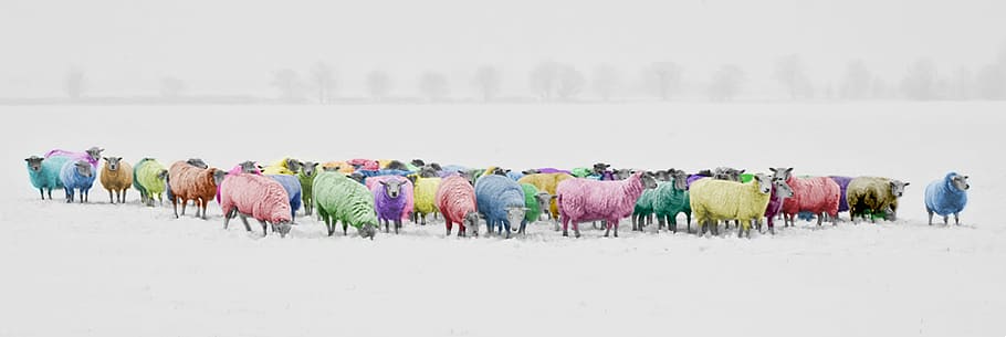 grupo de ovelhas, ovelha, colorido, arco-íris, multicolorido, inverno, neve, animais, natureza, congelado