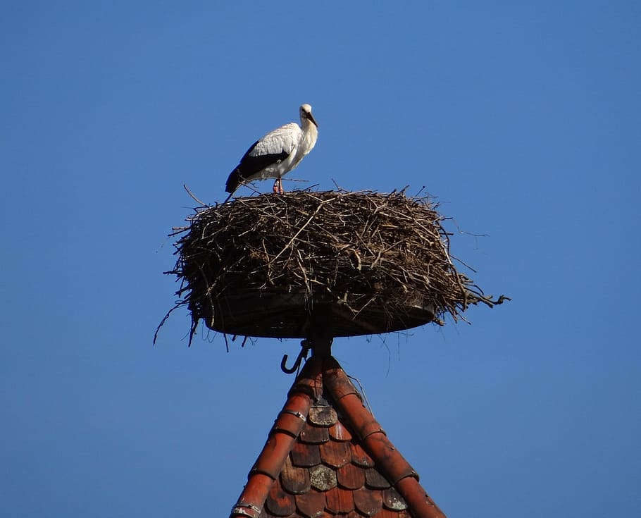 Stork, Bird, Nest, storchennest, bird, nest, black, white, blue, spire, breed