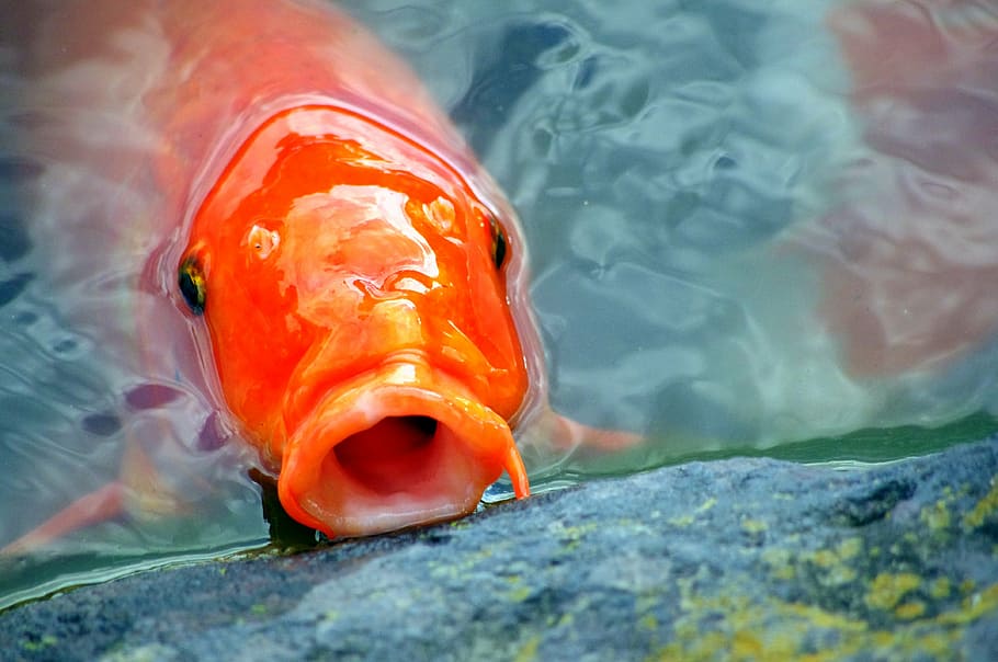 naranja, pez koi, agua, carpa, japón, pez, pez de acuario, estanque, carpa coloreada, koi
