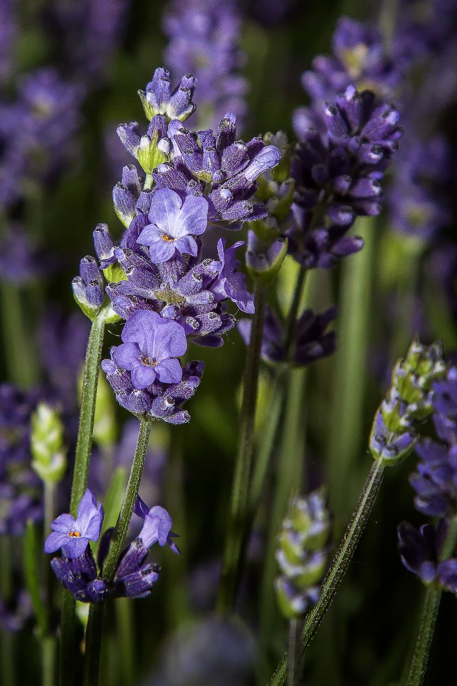 lavanda, flor, florecer, naturaleza, planta, pétalos, verano, flora,  jardín, primavera | Pxfuel