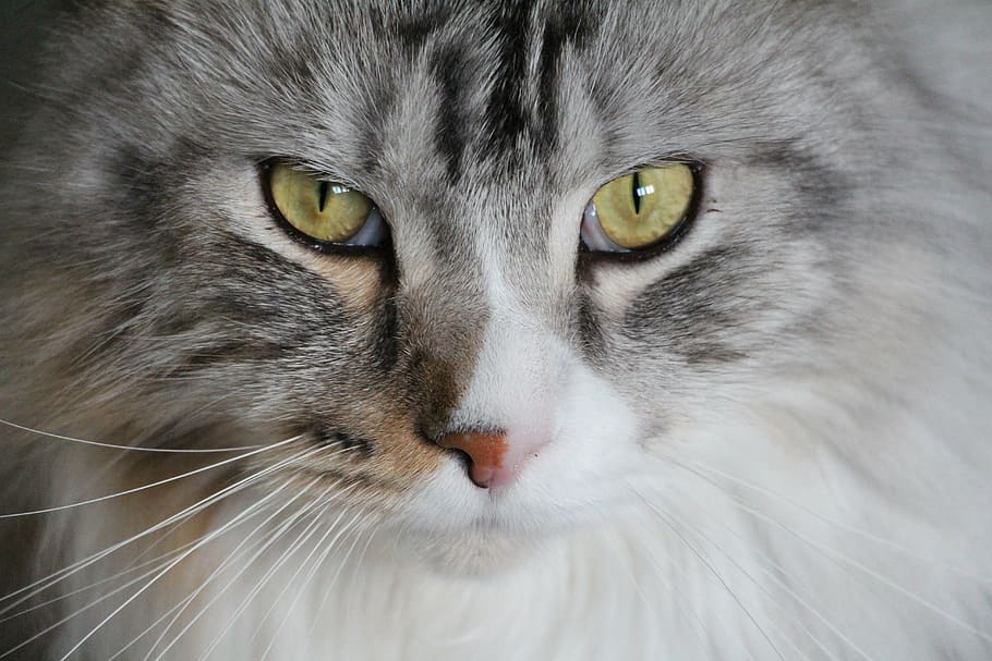 grey, white, cat, main coon, maine coon cat, maine coon, cat face, mainecoon, adidas, cat cat