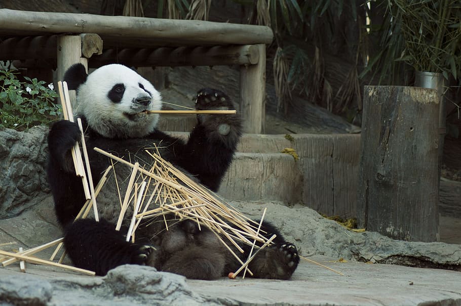 panda eating sticks, panda, cub, wildlife, zoo, cute, china, mammal, nature, white