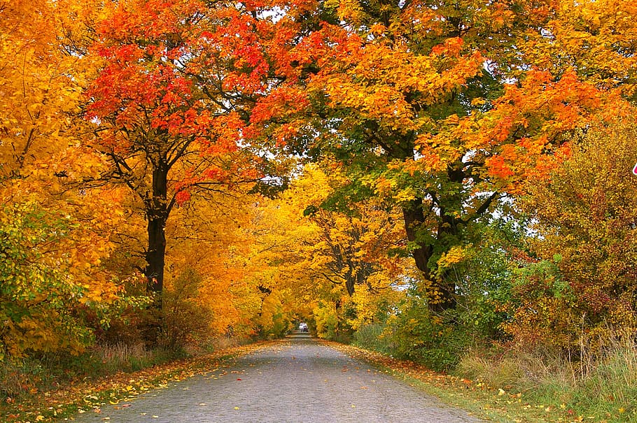 grey, road, trees, daytime, autumn, avenue, away, tree lined avenue, leaves, asphalt