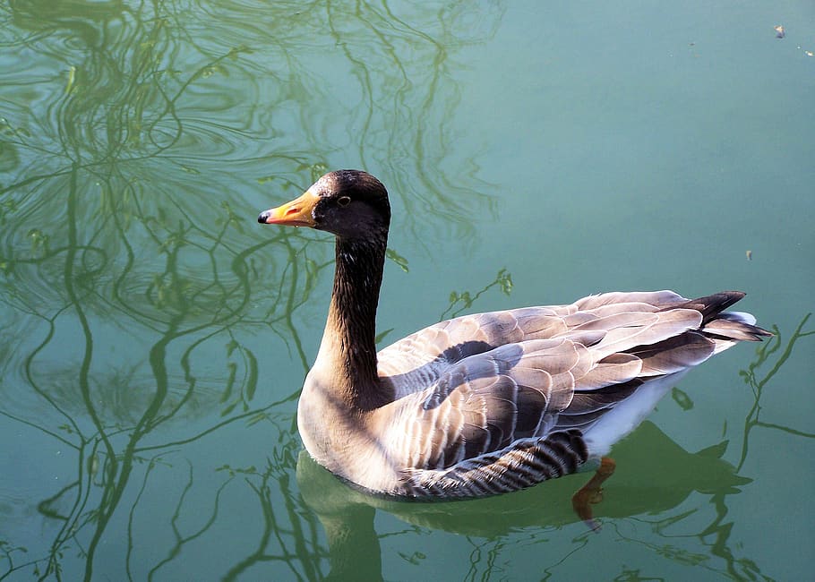 swan, white, duck, goose, water, lake, nature, summer, animal, bird