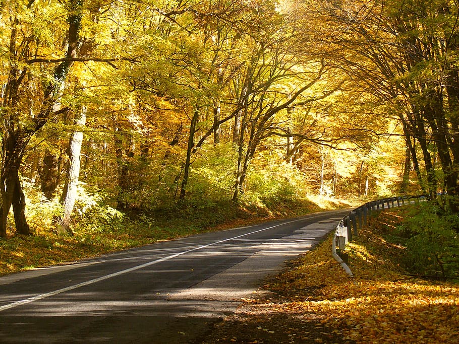 jalan, hutan, alam, jalan hutan, pohon, musim gugur, kayu, hijau, pemandangan, wisata