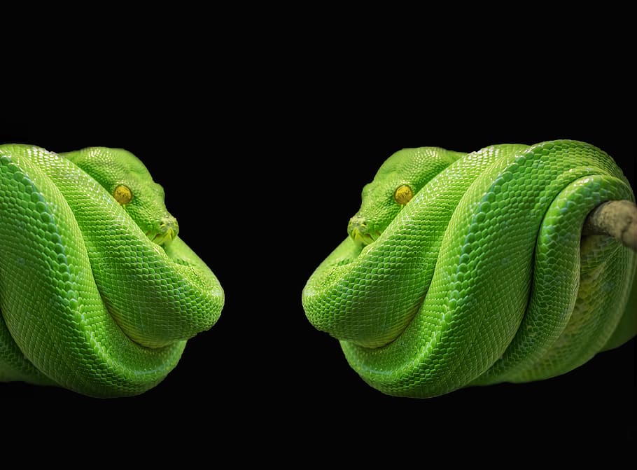 green, snake photo collage, python, snake, green tree python, tree snake, toxic, animal, scale, terrarium
