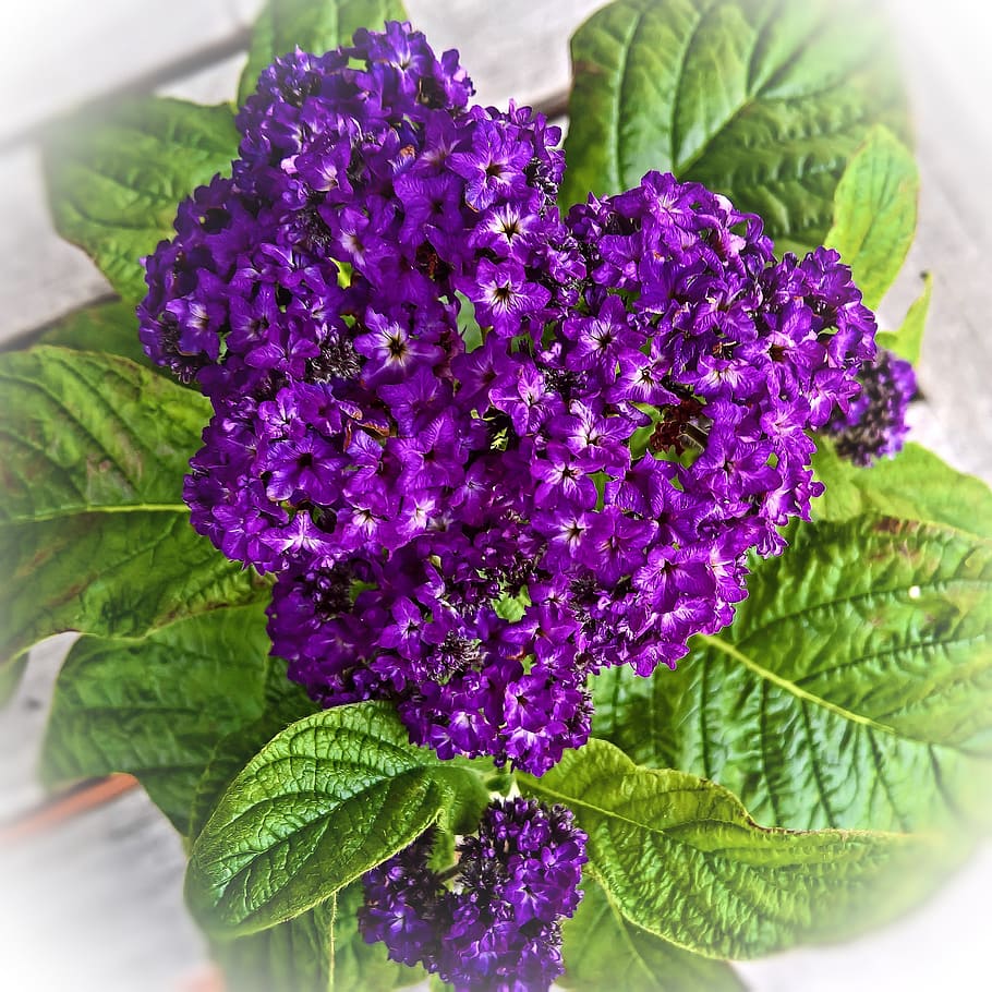 purple flowers, vanilla flower, heliotrope, potted plant, flower purple, dark purple, very fragrant, vanilla, toxic, purple