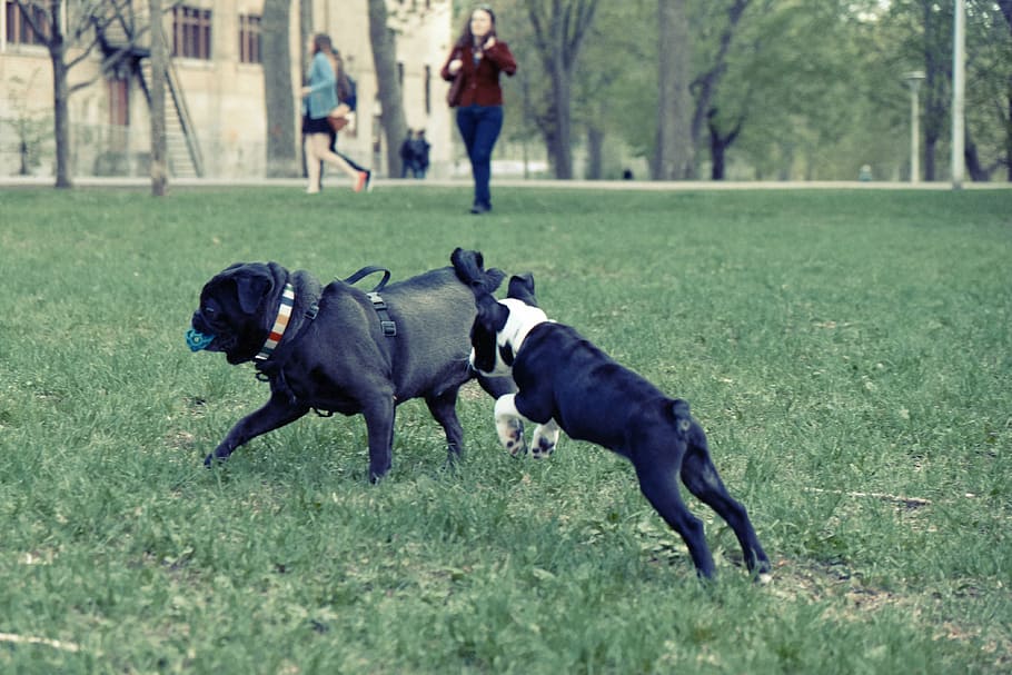 black, pug, white, french, bulldog, playing, grass, woman, walking, park